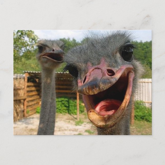 Funny Ostrich Bird Photo What's Up Vykort (Framsida)