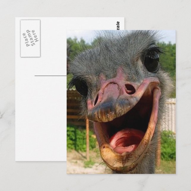 Funny Ostrich Bird Photo What's Up Vykort (Fram/baksida)