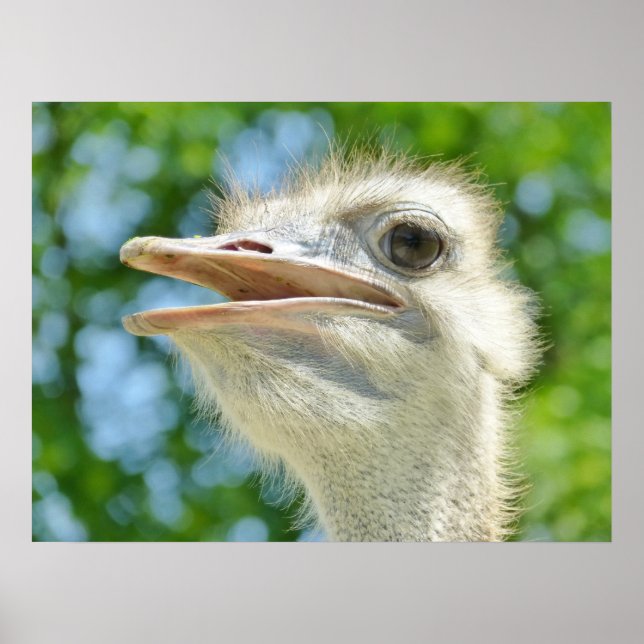 Funny Ostrich Photo Poster (Framsidan)