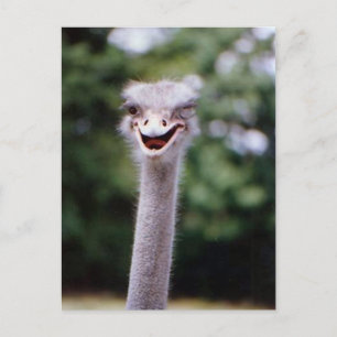 Funny Ostrich Vykort