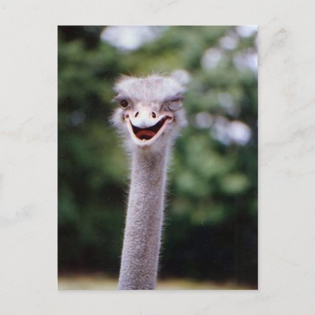Funny Ostrich Vykort (Framsida)