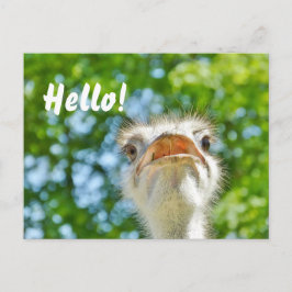 Funny Ostrich - vykort för Hej