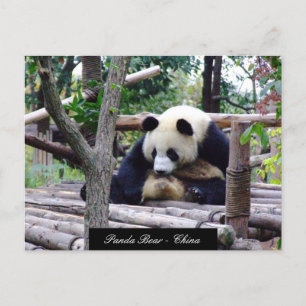 Funny Panda Bear sitta, Chengdu - China Vykort