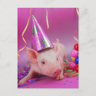 Funny Party Gris Vykort