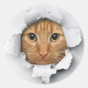 Funny Peek A Boo Cat Kitten Stickers Runt Klistermärke