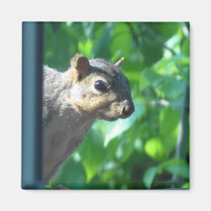 Funny Peek-a boo Squirrel Photographic Kitchen Magnet