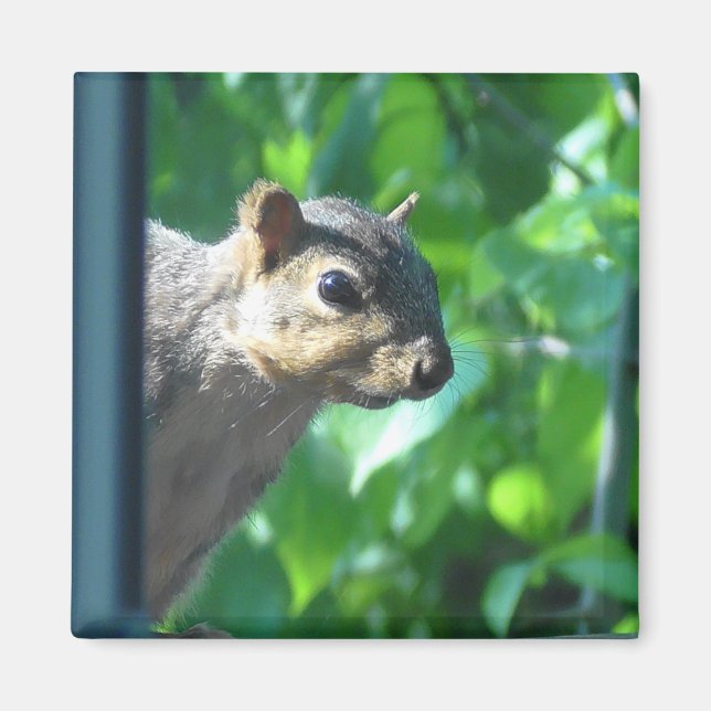 Funny Peek-a boo Squirrel Photographic Kitchen Magnet (Framsidan)