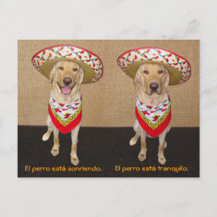 Funny Pet Spain Postcard & Teaching Aid Vykort
