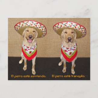 Funny Pet Spain Postcard & Teaching Aid Vykort
