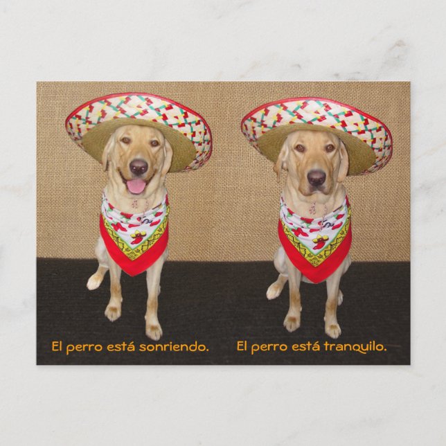 Funny Pet Spain Postcard & Teaching Aid Vykort (Framsida)