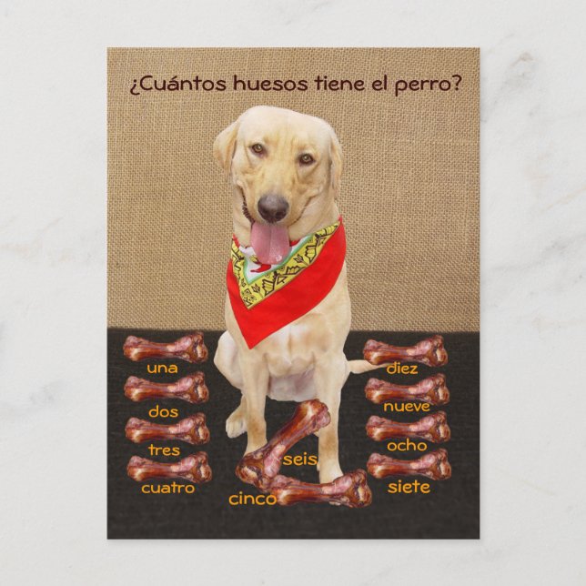 Funny Pet Spain Postcard & Teaching Aid Vykort (Framsida)