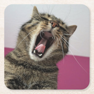 Funny Photo Cat Lover Underlägg Papper Kvadrat