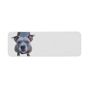 Funny Pitbull-Adressetiketter Returadress Etikett