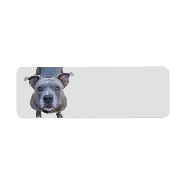 Funny Pitbull-Adressetiketter Returadress Etikett (Framsidan)