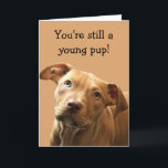 Funny Pitbull Puppy Birthday Card Kort<br><div class="desc">Lustigt födelsedagskort för pitbull-valp som är anpassade med ditt personlig-meddelande.</div>