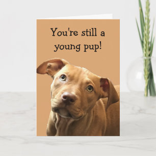Funny Pitbull Puppy Birthday Card Kort