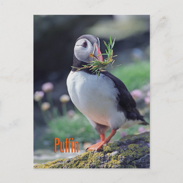 Funny puffin vykort (Framsida)