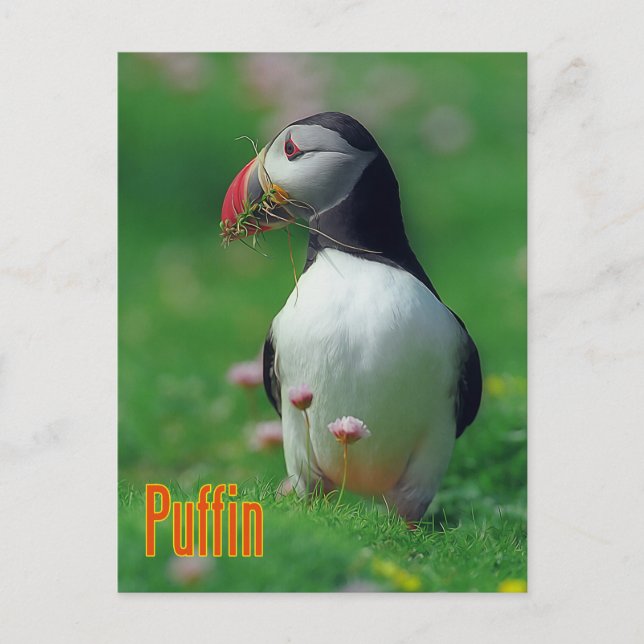 Funny puffin vykort (Framsida)