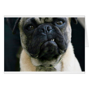 Funny Pug Hälsningskort