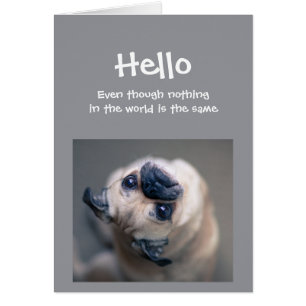 Funny Pug Hund Social Avstånd Hej Hi Hälsningskort