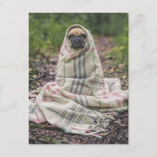 Funny Pug Vykort