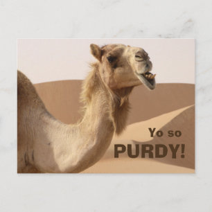 Funny Purdy Camel Photo Vykort