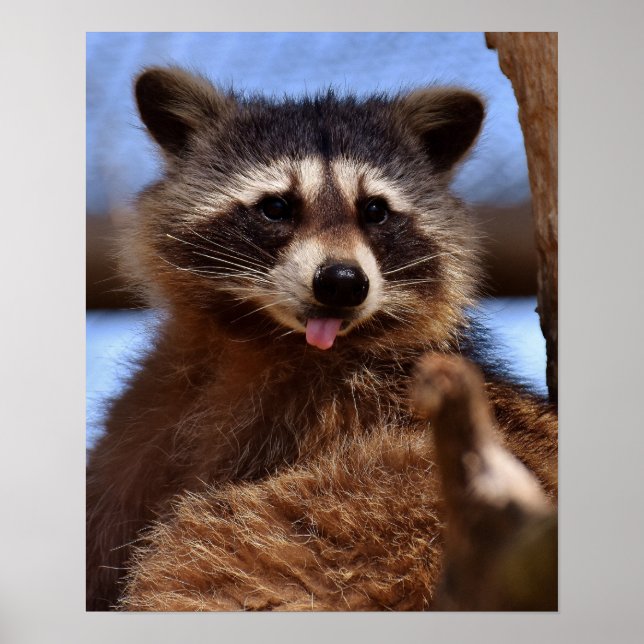 Funny Raccoon Sticking It's Tongue Out Poster (Framsidan)