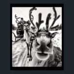 Funny Reindeer Selfie Christmas  Poster<br><div class="desc">Funny Reindeer Selfie Christmas</div>
