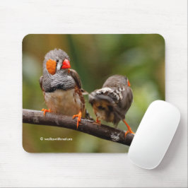 Funny Saucy Cheeky Pair of Zebra Finches Songbird Musmatta