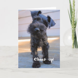 Funny Schnauzer-födelsedagskort Kort