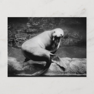 FUNNY Seal Vykort