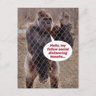 Funny Shelter in Ställe Gorilla Jail Inmate Vykort