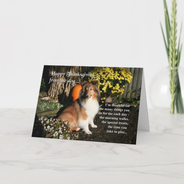 Funny Sheltie Thanksgiving Card Helgkort (Framsida)