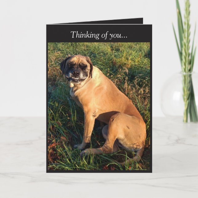 Funny Smiling English Mastiff Hund card Kort (Framsida)