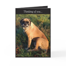 Funny Smiling English Mastiff Hund card
