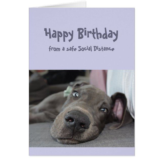 Funny Social Avstånd Birthday Great dane Hund Hälsningskort (Framsidan)