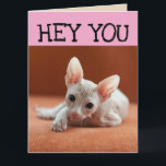 FUNNY SPHYNX CAT BIRTHDAY GREETY CARDS KORT<br><div class="desc">FUNNY HAIRLESS CAT BIRTHDAY CARD</div>