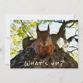 Funny Squirrel Cute Animals Hello There from Hi Julkort