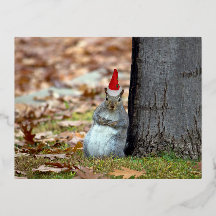 Funny Squirrel julvykort