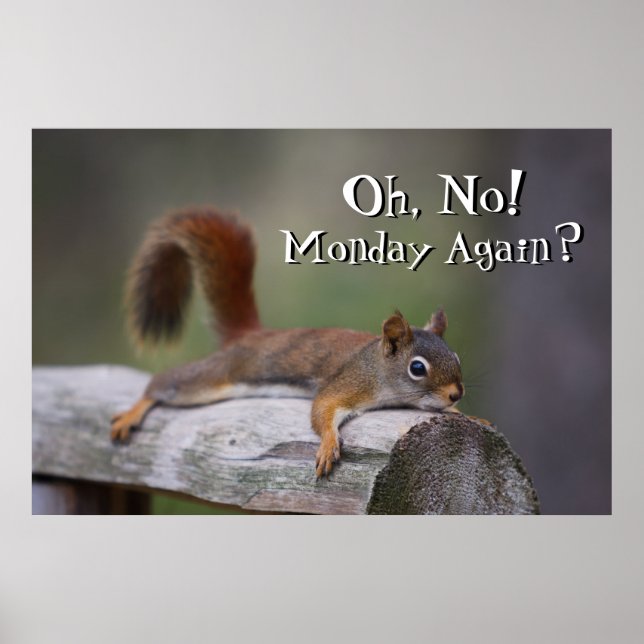 Funny Squirrel Poster (Framsidan)