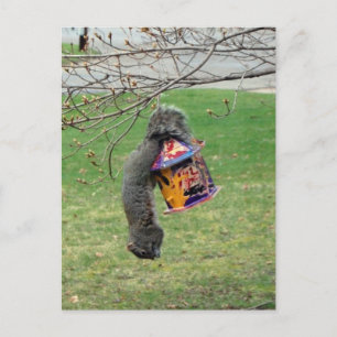 Funny Squirrel Vykort