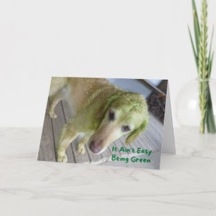 Funny St. Patricks Grönt Golden Retriever Card Kort