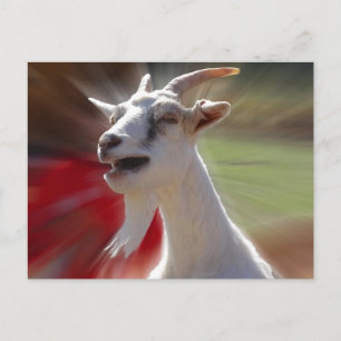Funny Tallking Goat Photograph Vykort