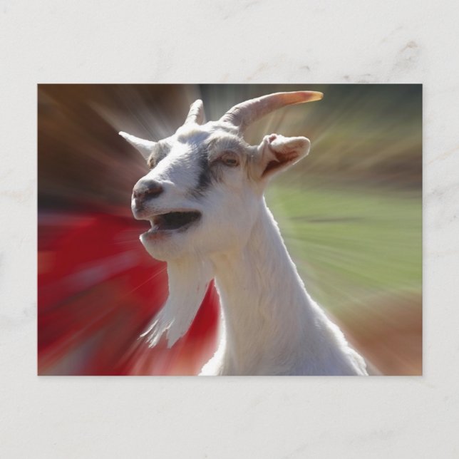 Funny Tallking Goat Photograph Vykort (Framsida)