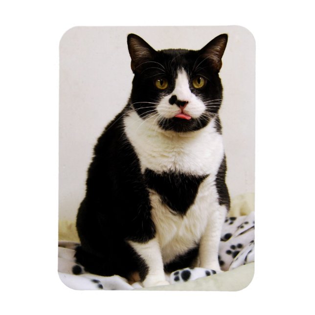 Funny Tuxedo Cat Magnet (Vertikal)