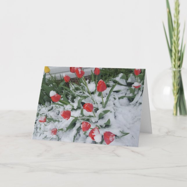 Funny Vår i Wisconsin Tulips i Snö Kort (Framsida)