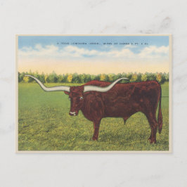 Funny Vintage Longhorn Steer Vykort