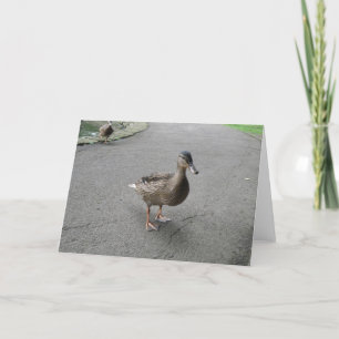 Funny Waddling Anka-födelsedagskort Kort