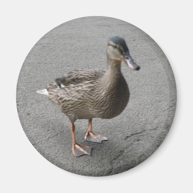 Funny Waddling Anka Magnet (Framsidan)