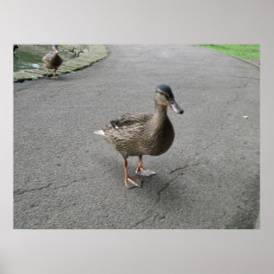 Funny Waddling Anka Skriv ut Poster